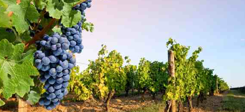 OENOTOURISME ET CONTRIBUTION ECONOMIQUE TERRITORIALE : COMMENT CA MARCHE ?